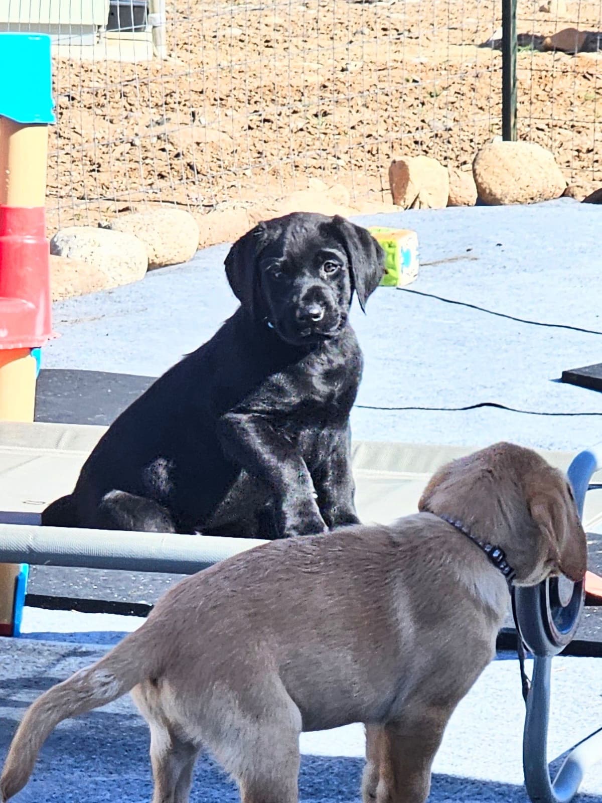 Labrador Retriever Puppies breeder image 15