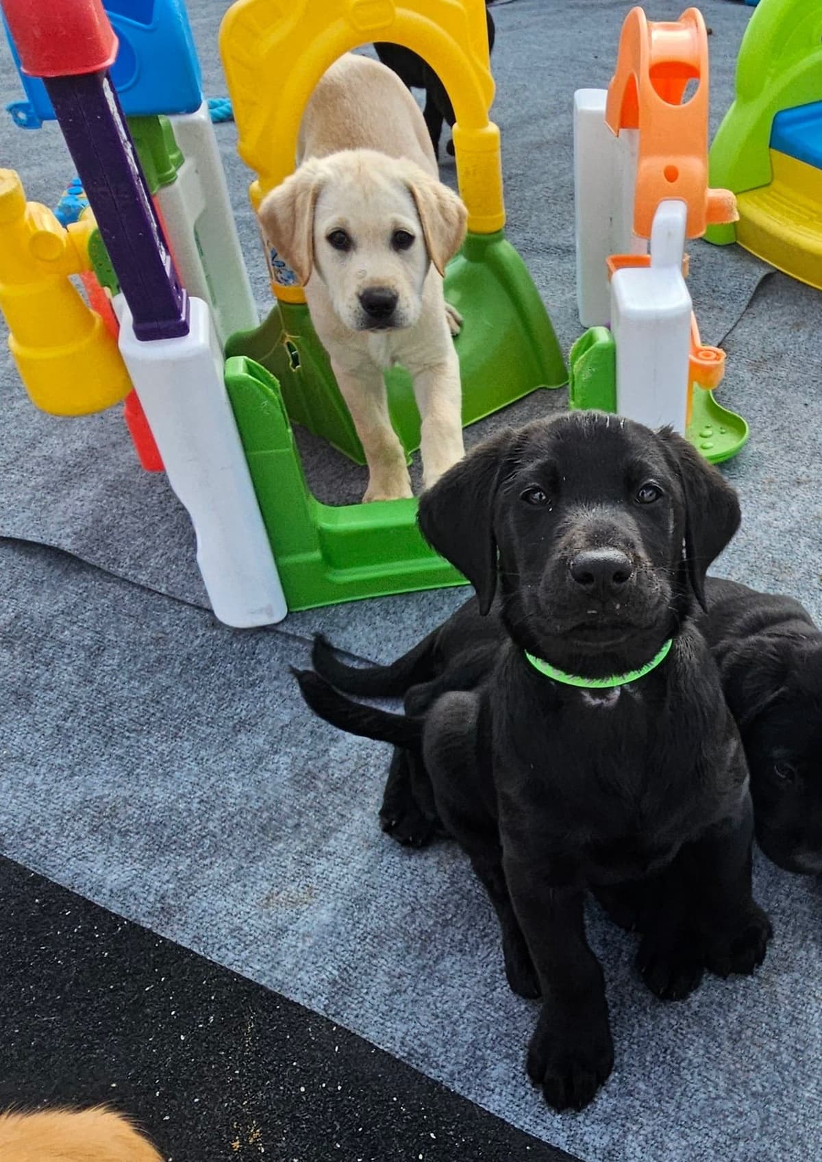 Labrador Retriever Puppies breeder image 18