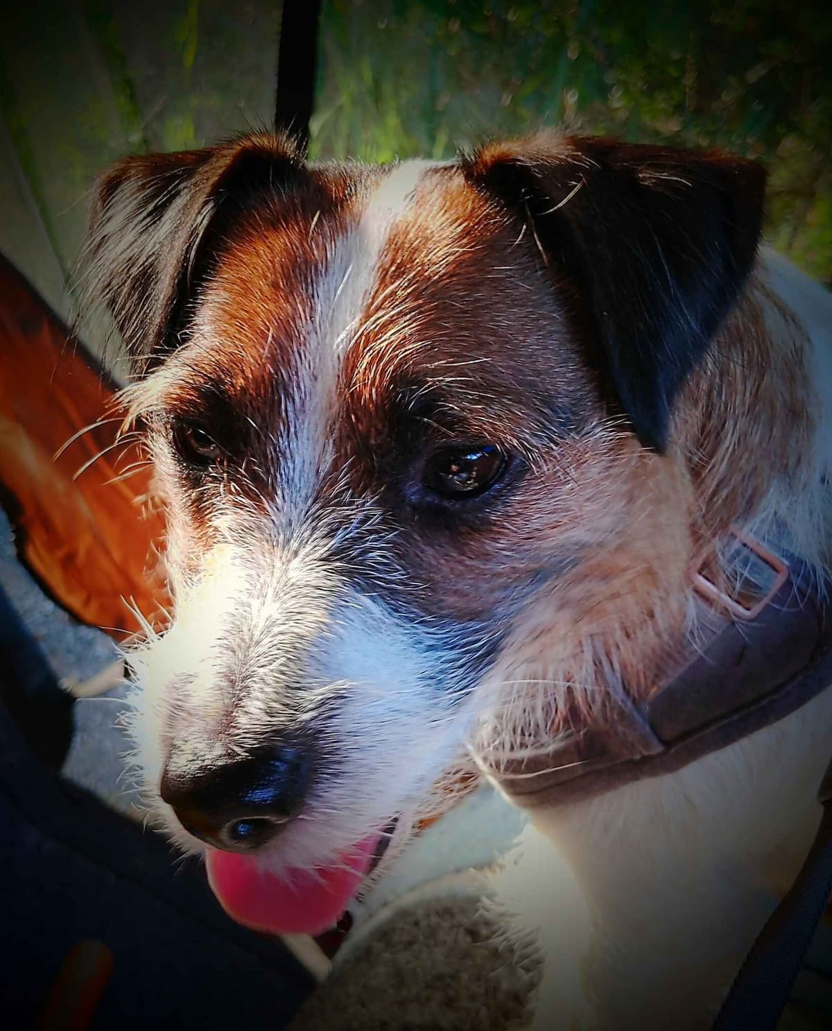 Russell Terrier Puppies breeder image 1