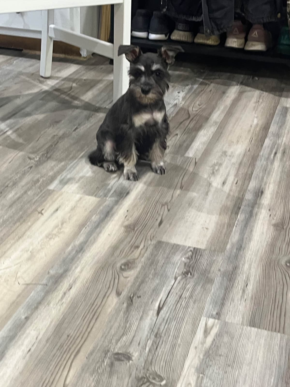 Miniature Schnauzer Puppies breeder image 5