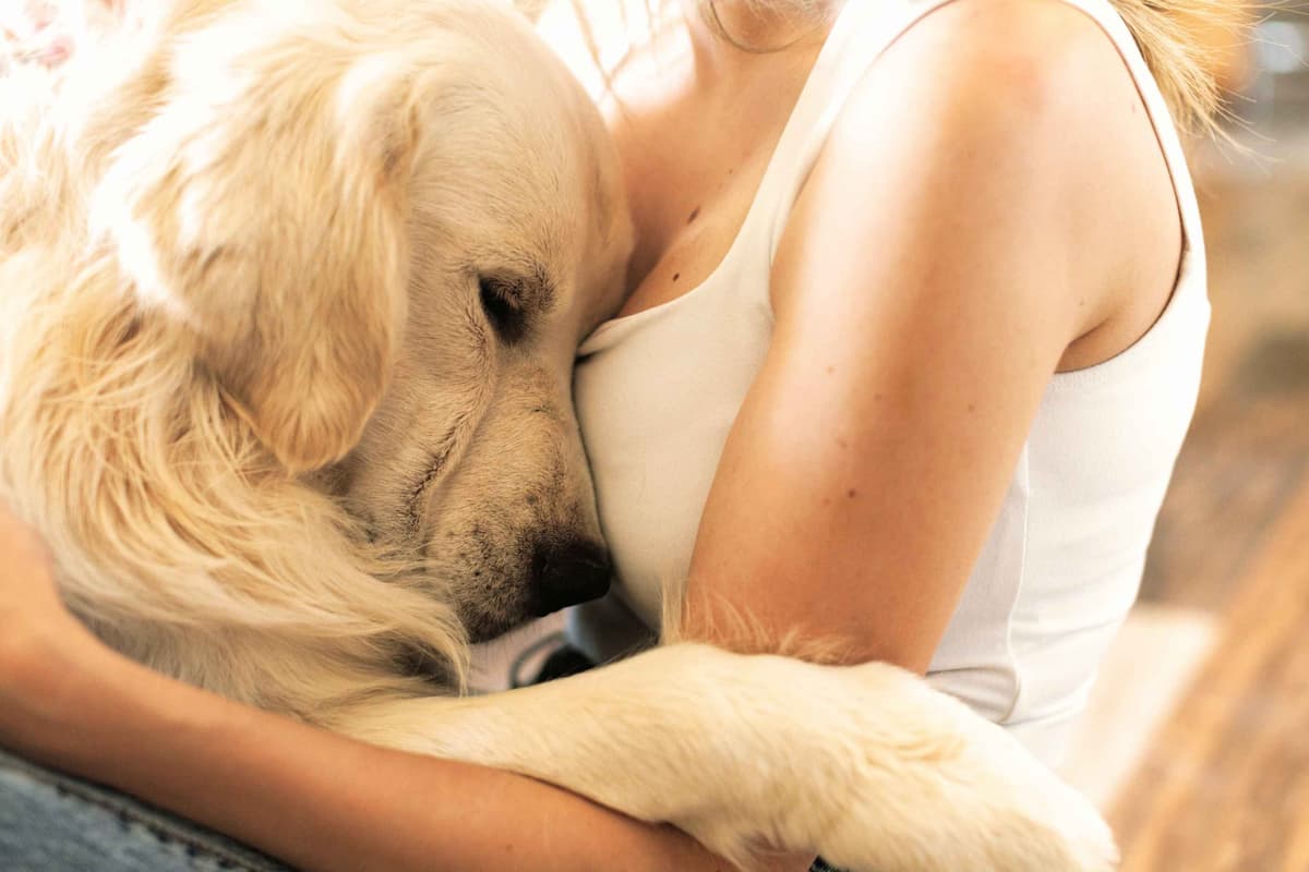 Penny, Golden Retriever Puppy breeder image 4