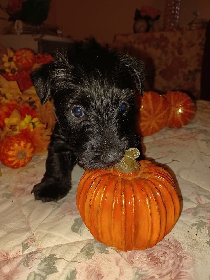 Scottish Terrier Puppies breeder image 3