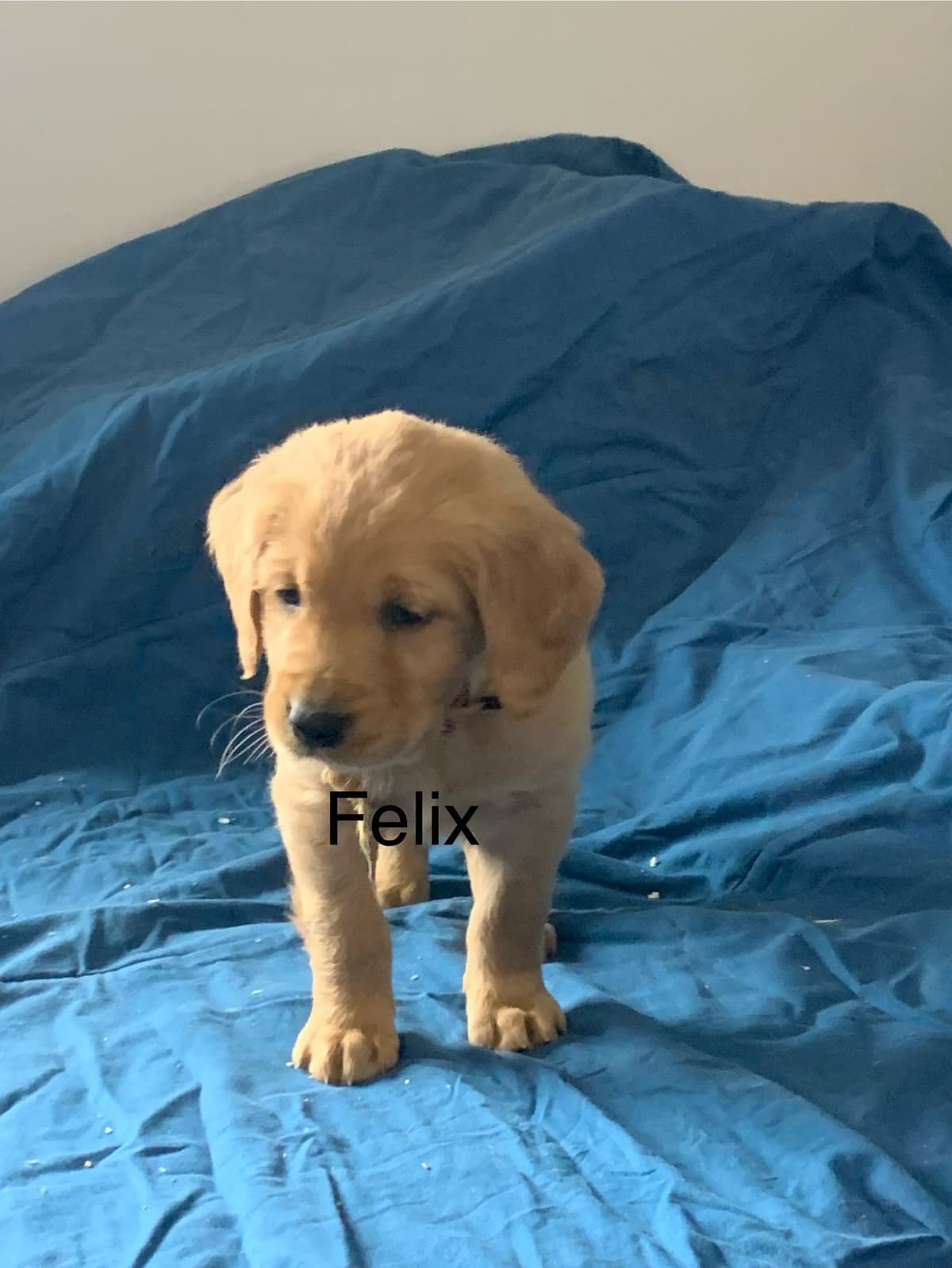 Golden Retriever Puppies breeder image 4