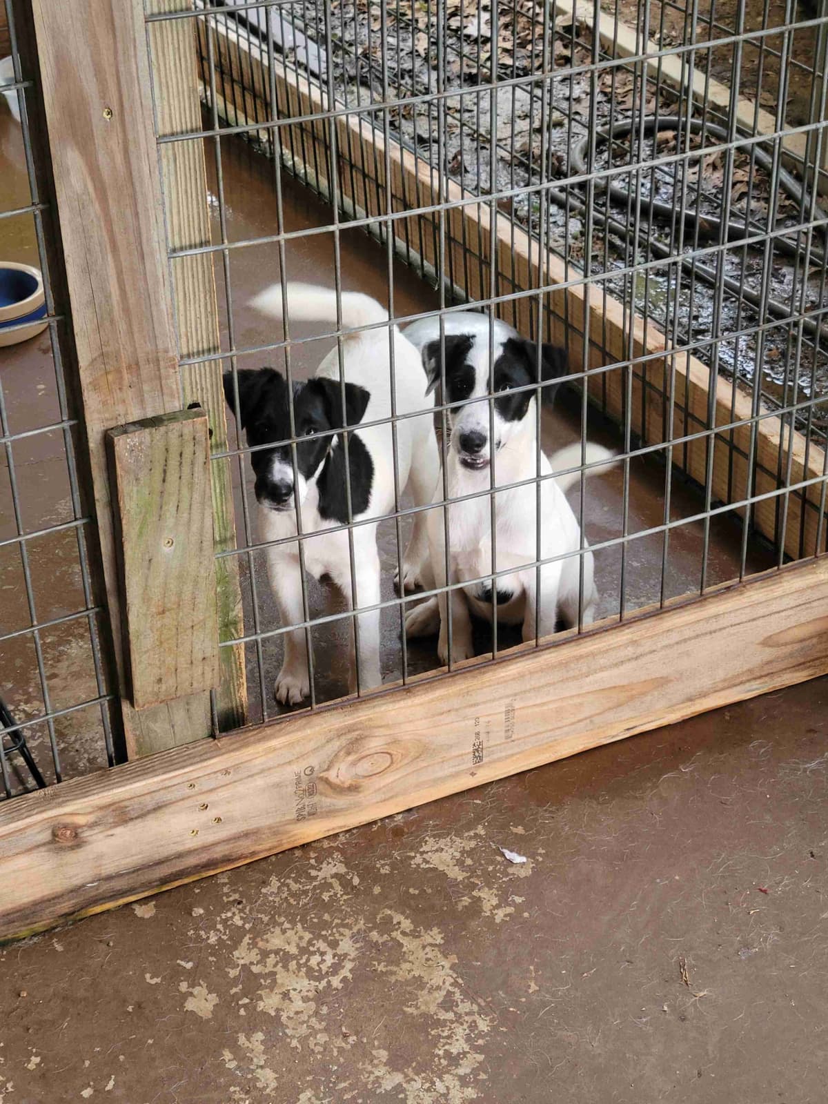 Smooth Fox Terrier Puppies breeder image 5