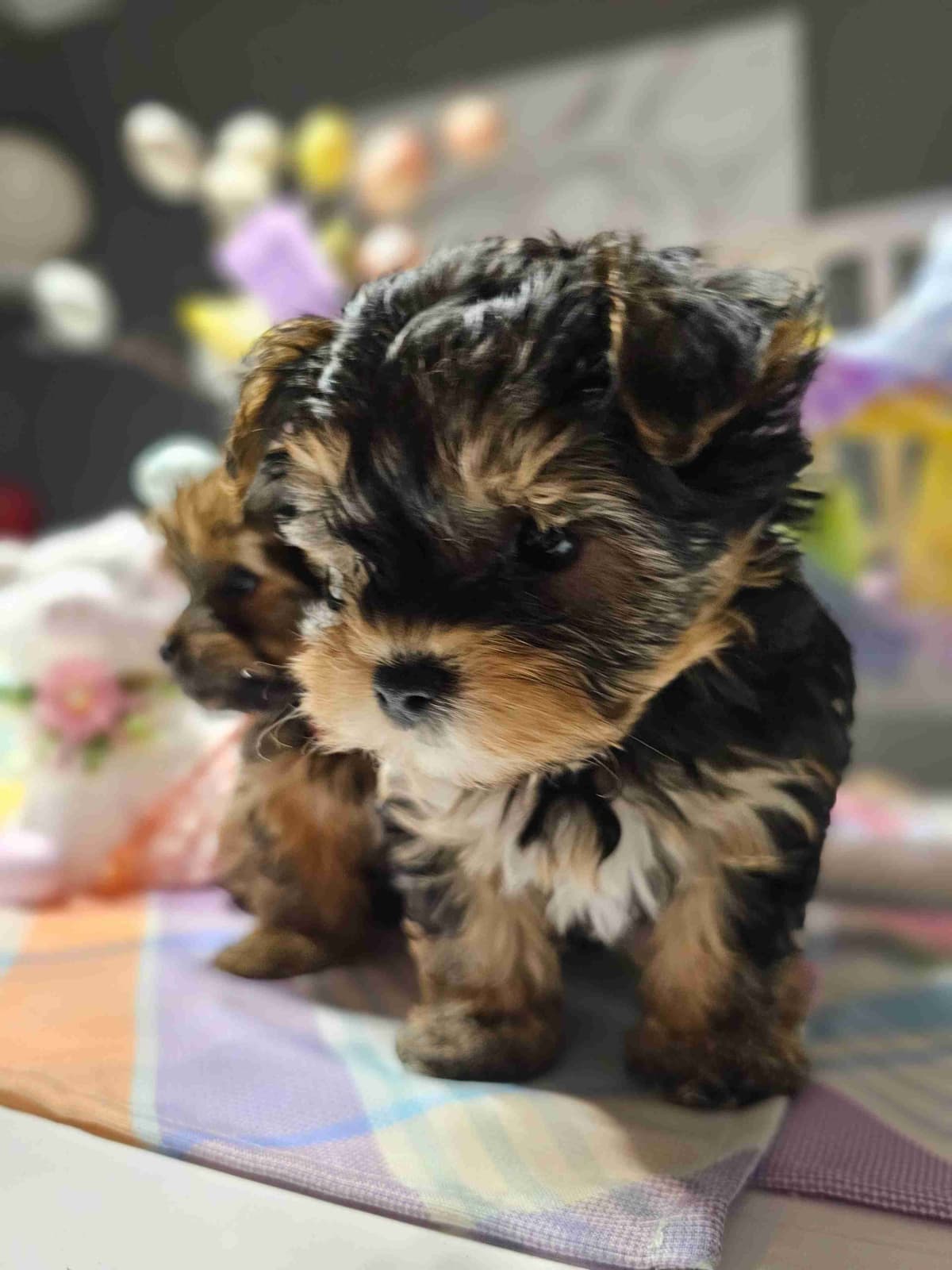 Yorkshire Terrier Puppies breeder image 7