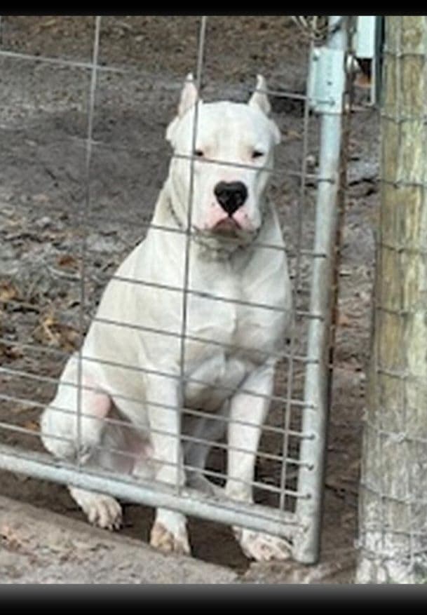 Dogo Argentino Puppies breeder image 1
