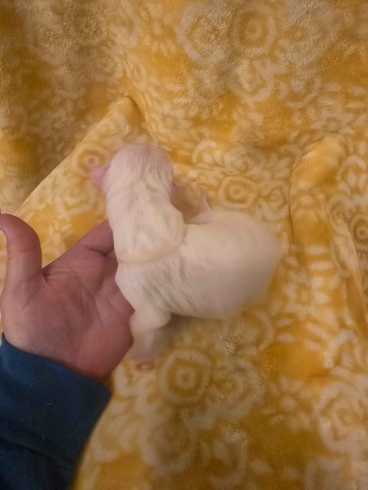 Dogo Argentino Puppies breeder image 12
