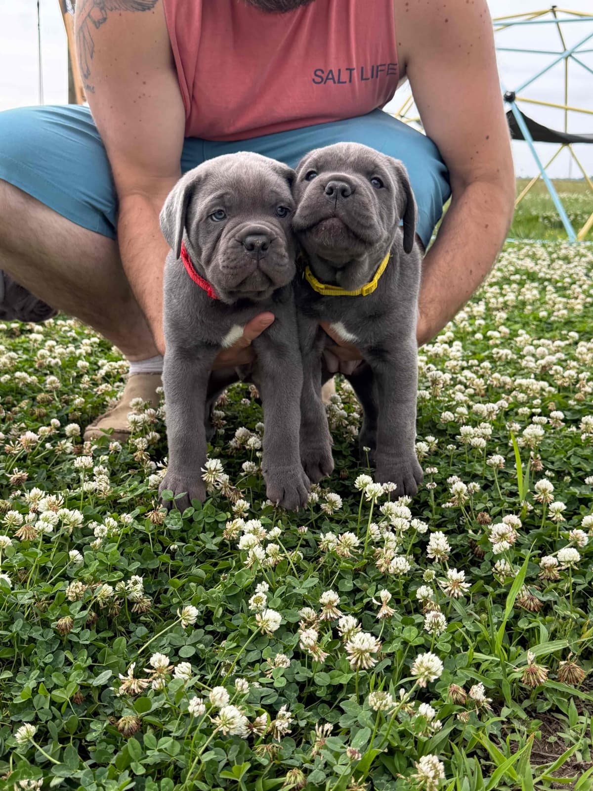 Classic Jayx AKC & ICCF Cane Corso Puppies breeder image 2