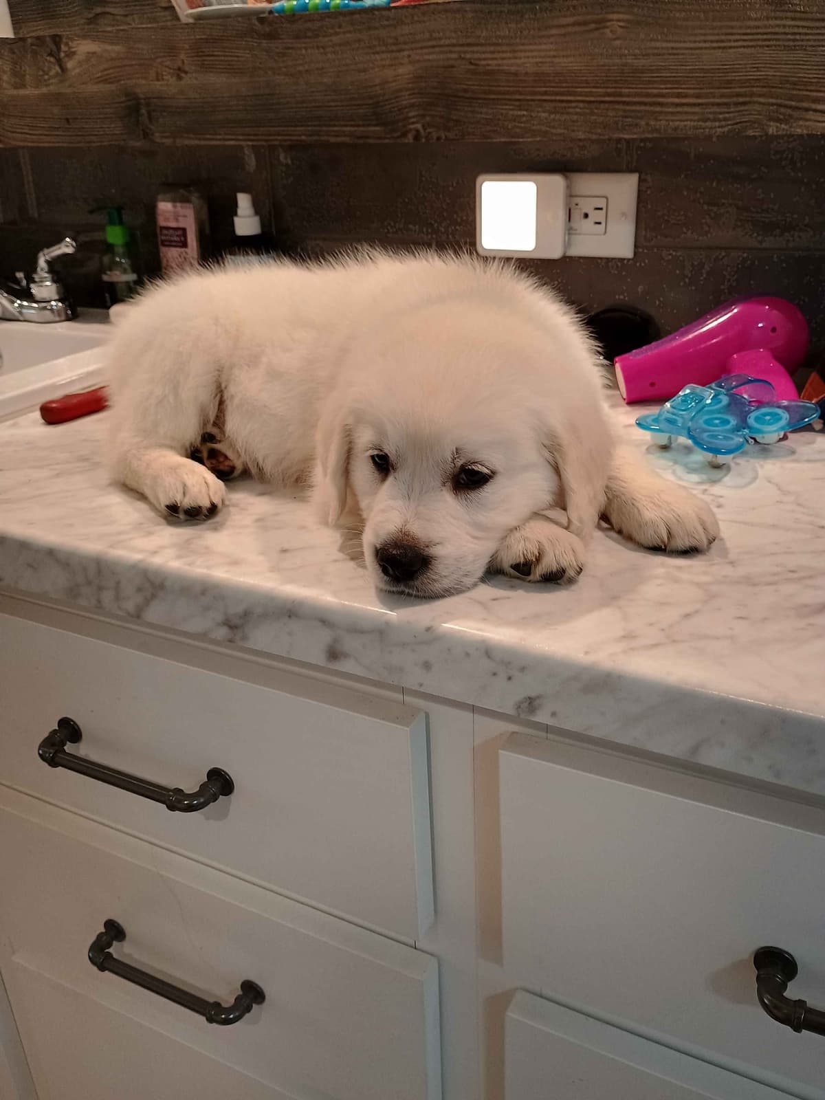 Golden Retriever Puppies breeder image 20