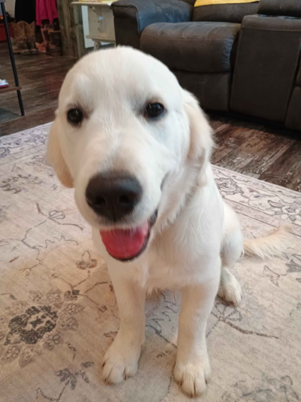 Golden Retriever Puppies breeder image 24