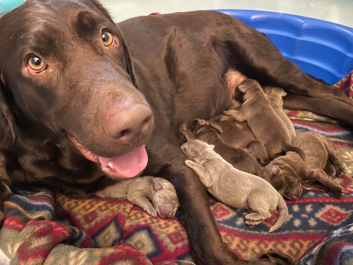 Labrador Retriever Puppies breeder image 5
