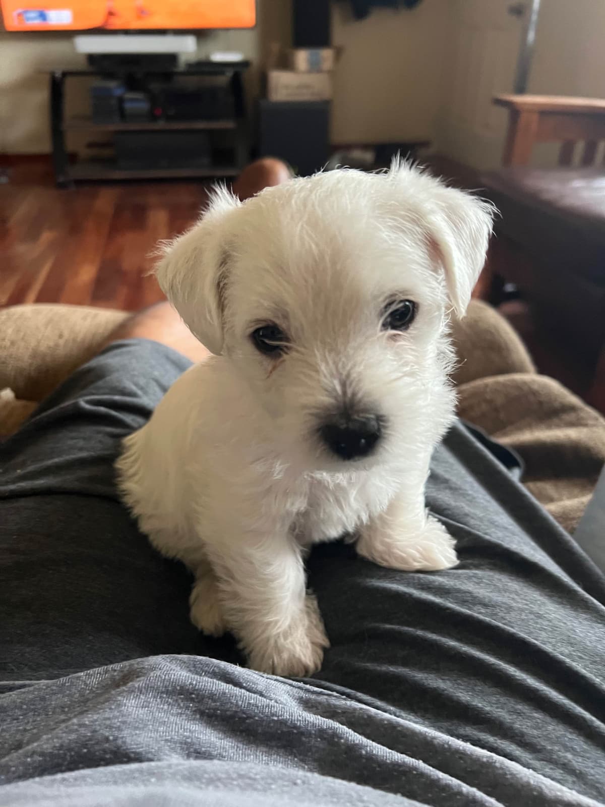 West Highland White Terrier Puppies breeder image 10