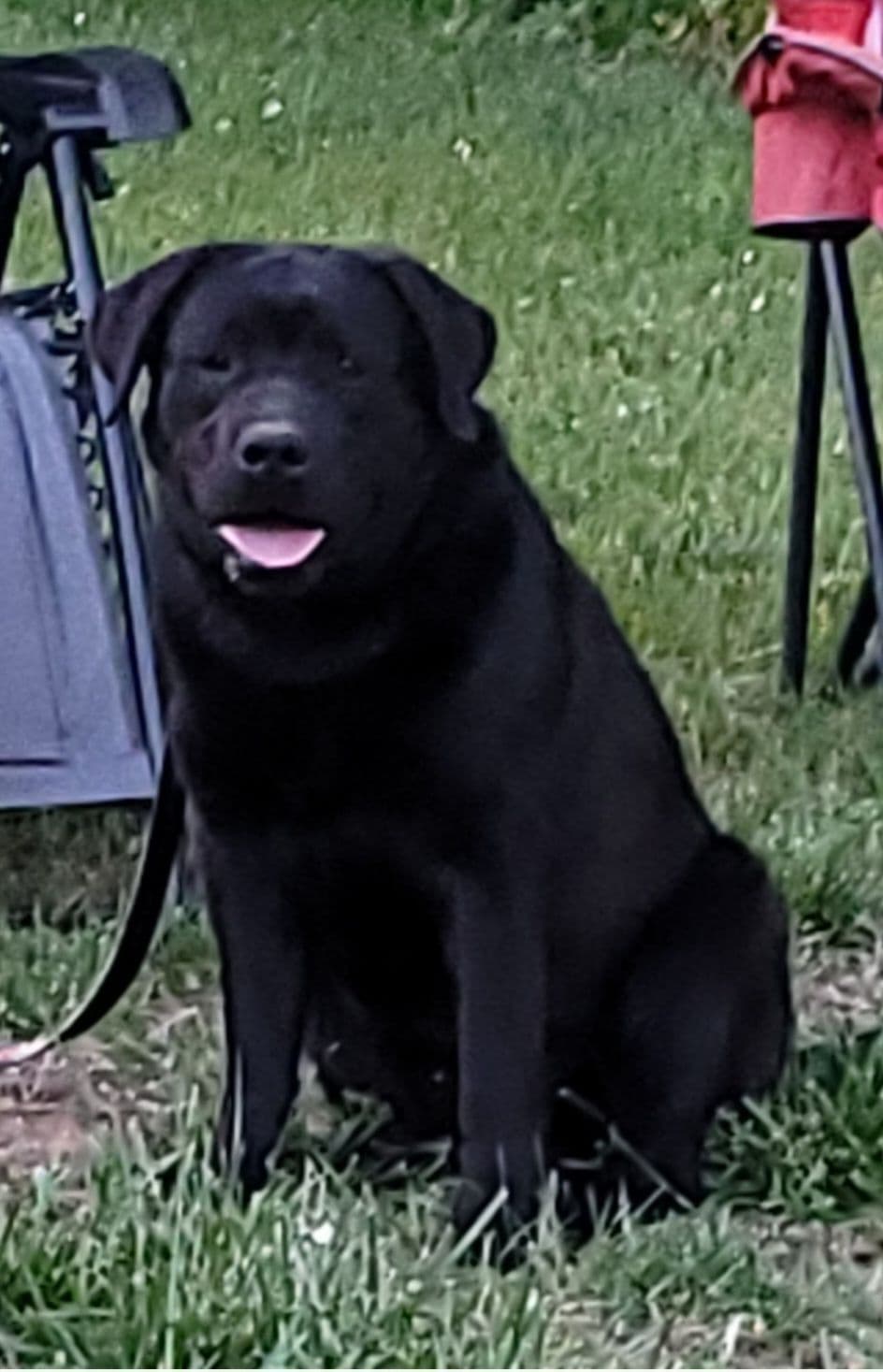 Labrador Retriever Puppies breeder image 7