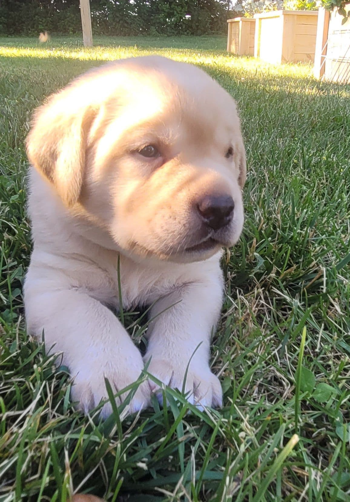 Labrador Retriever Puppies breeder image 16