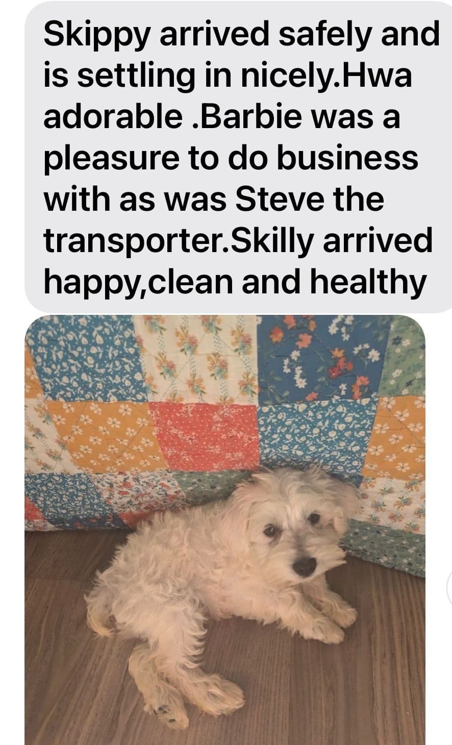 Tiny Toy Chocolate Poodle Puppies🐾❤️Crate/Potty Trained❤️5lb mom 6lb breeder image 7