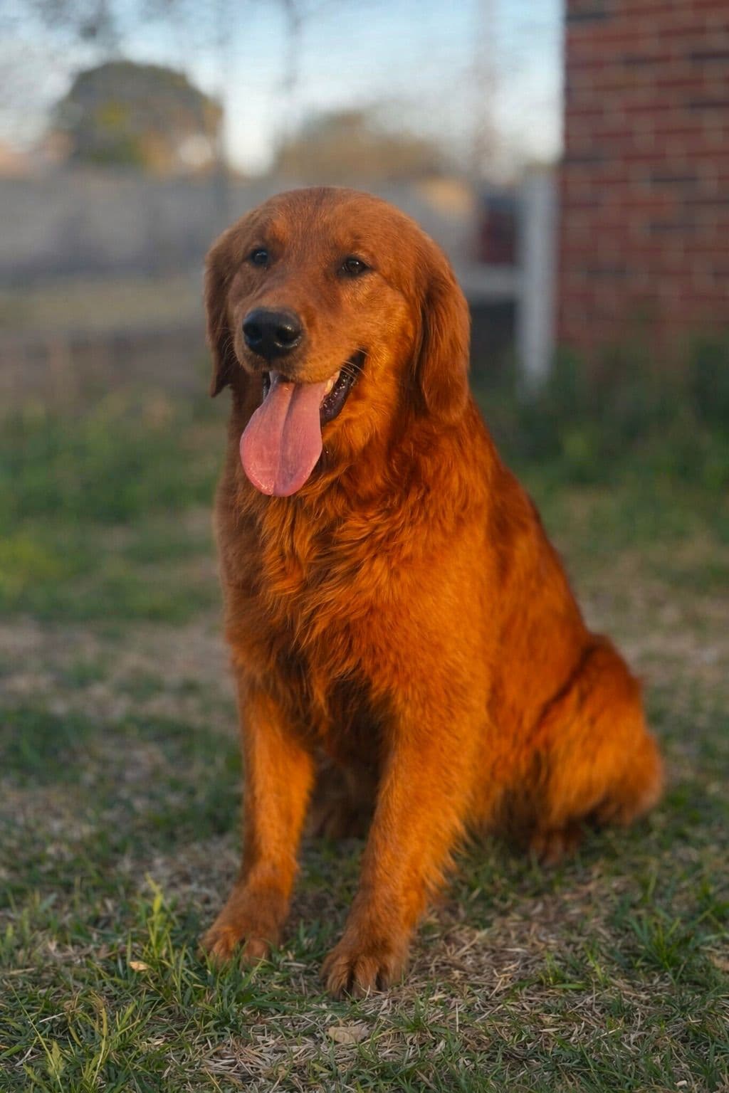 Golden Retriever Puppies breeder image 1