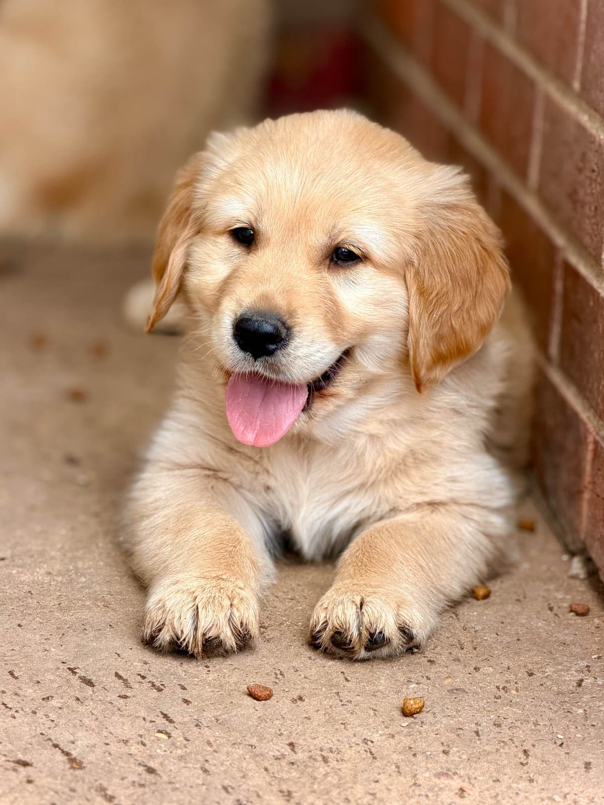 Golden Retriever Puppies breeder image 14