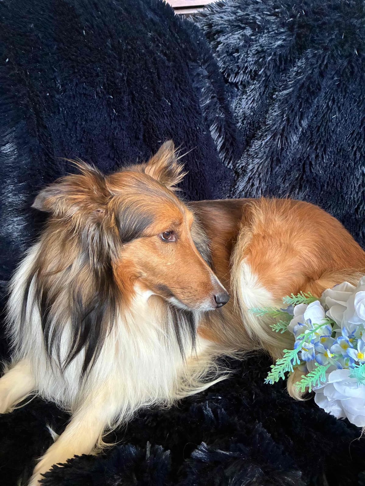 Shetland Sheepdog Puppies breeder image 3