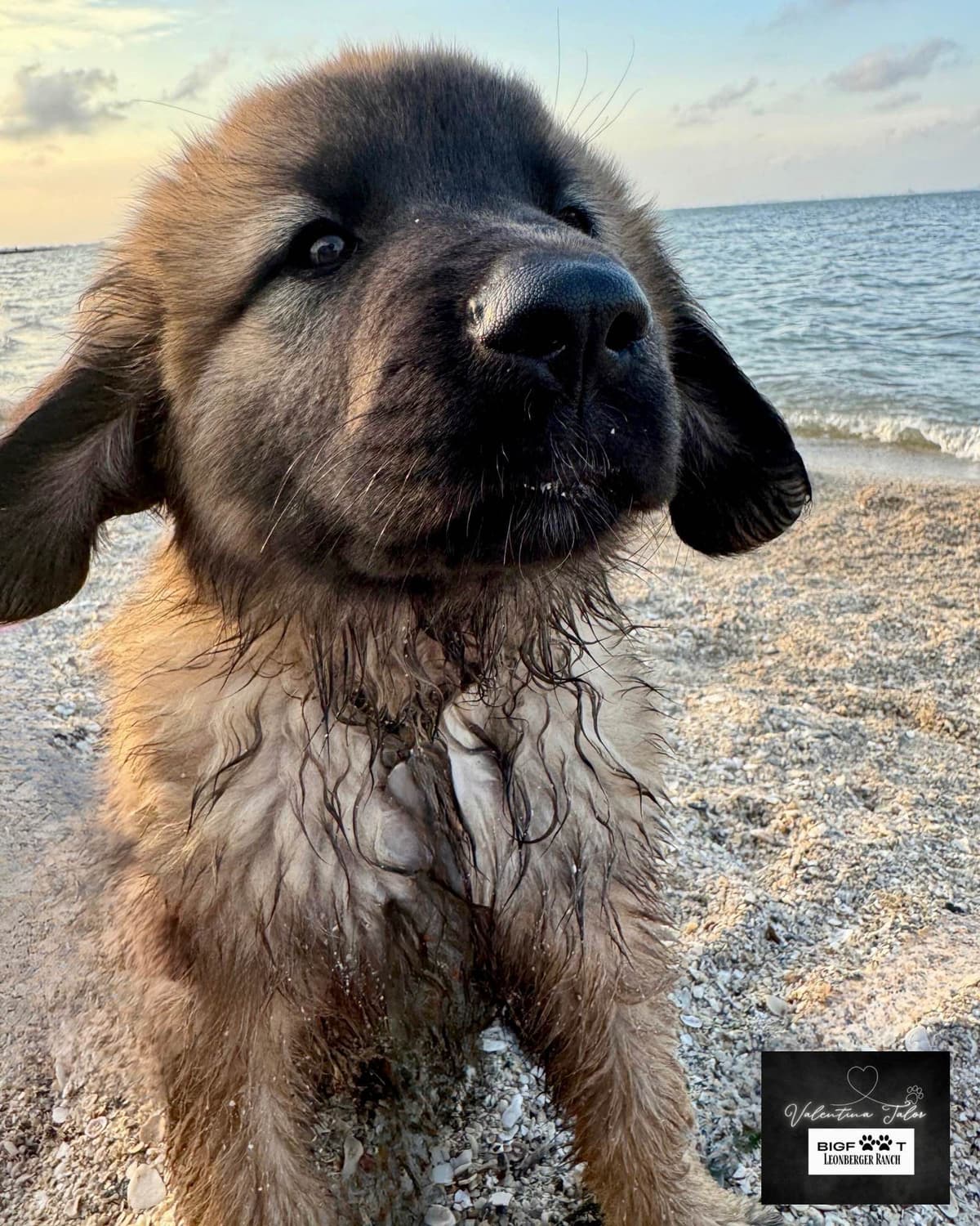 Leonberger Puppies breeder image 23