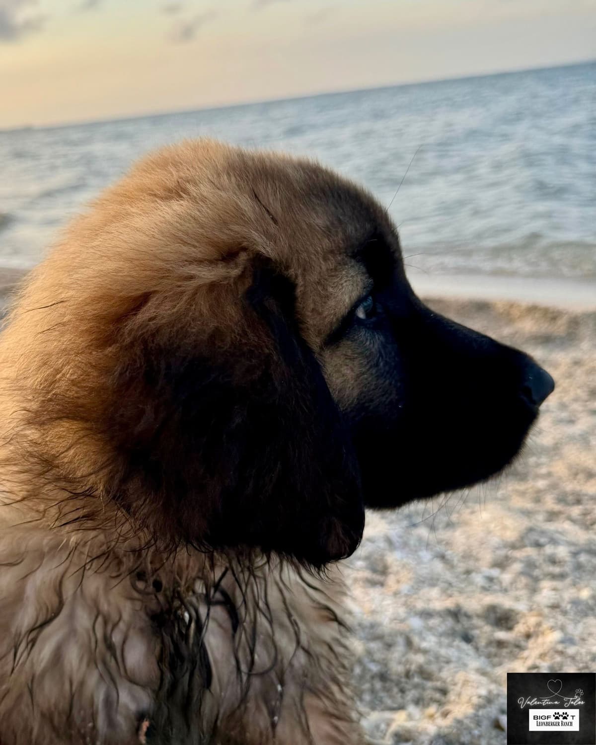 Leonberger Puppies breeder image 24