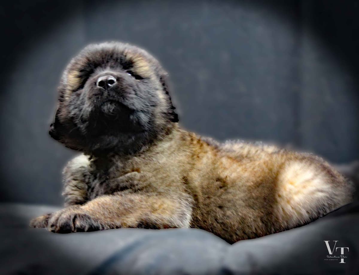 Leonberger Puppies breeder image 7