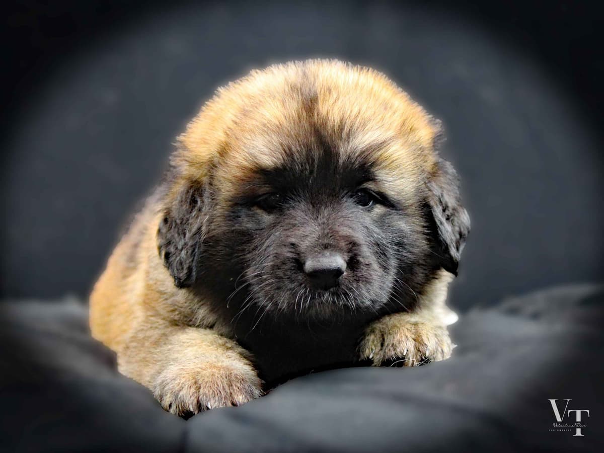 Leonberger Puppies breeder image 18