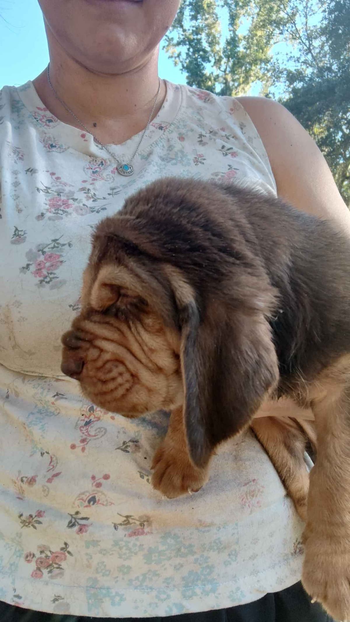 Bloodhound Puppies breeder image 7