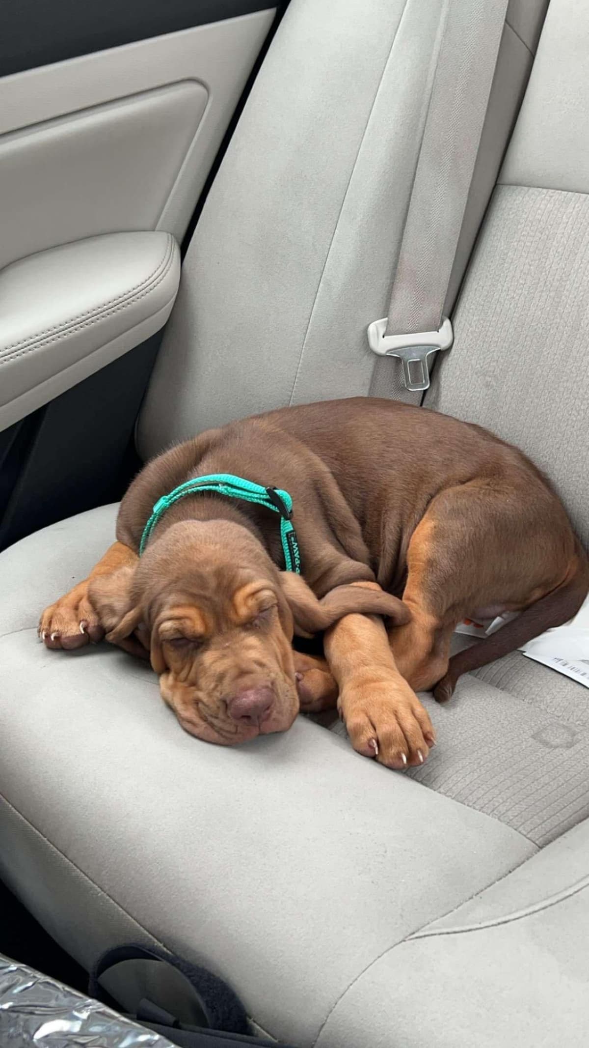 Bloodhound Puppies breeder image 17