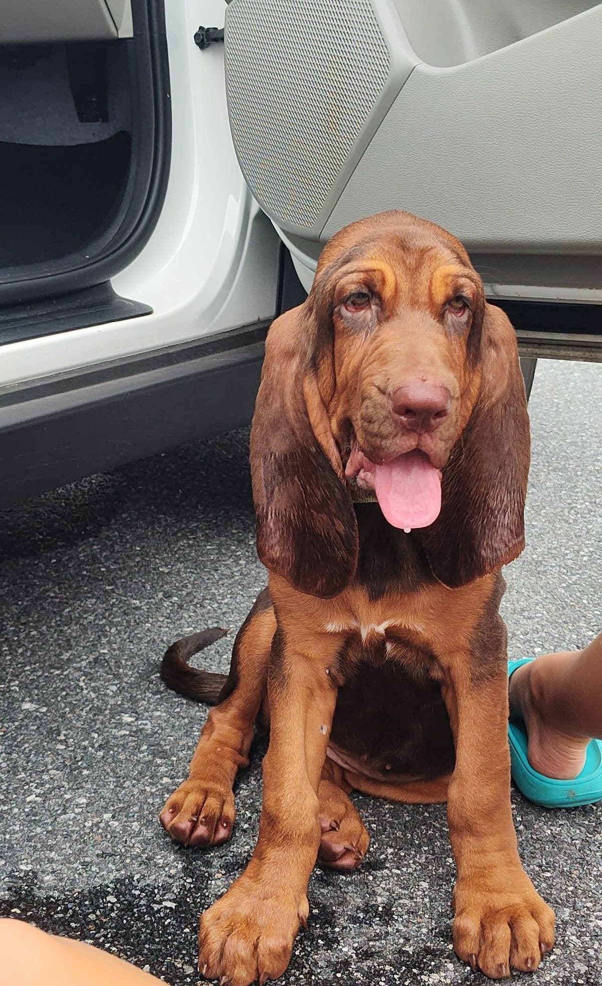 Bloodhound Puppies breeder image 22
