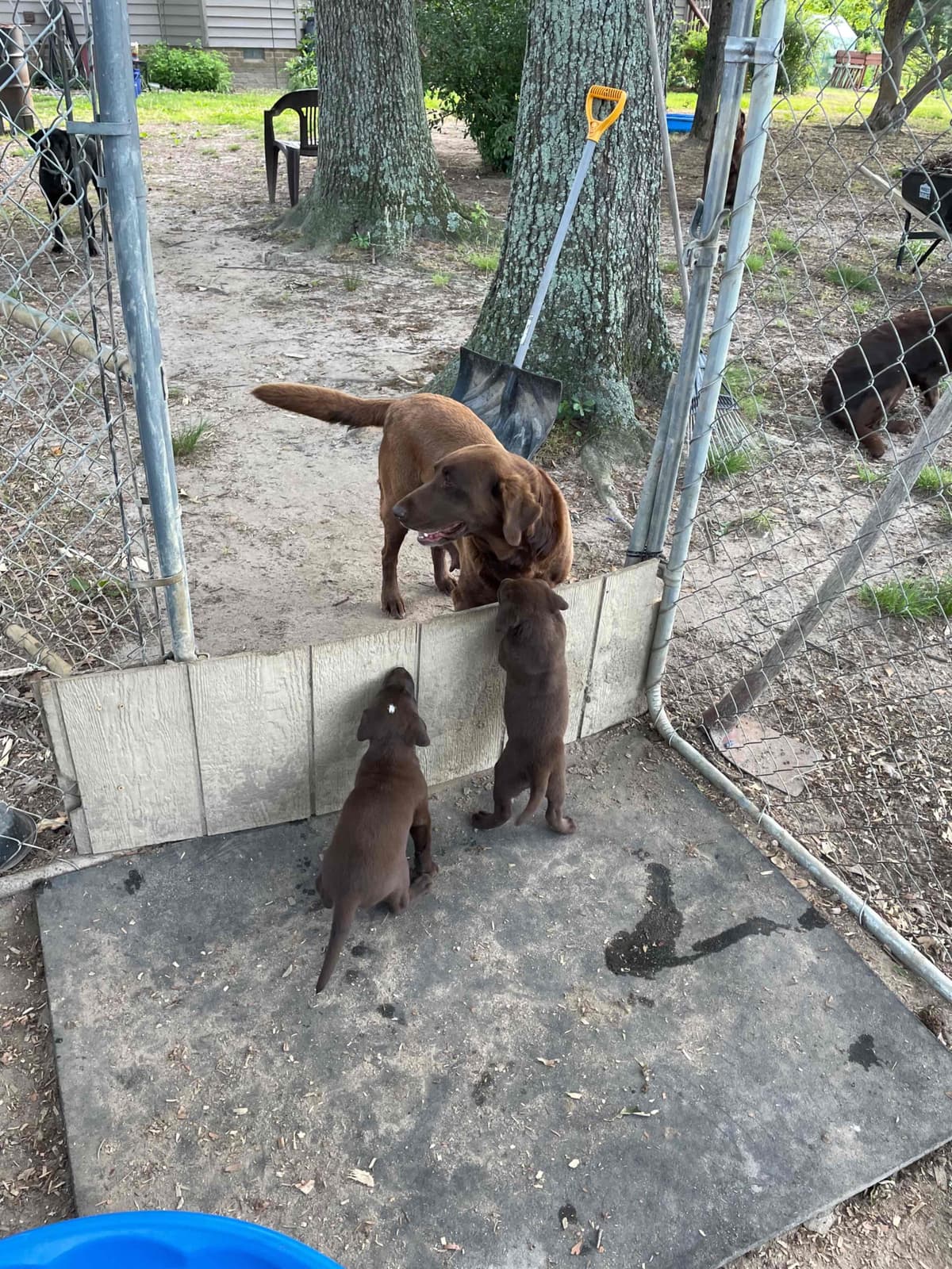 Labrador Retriever Puppies breeder image 1