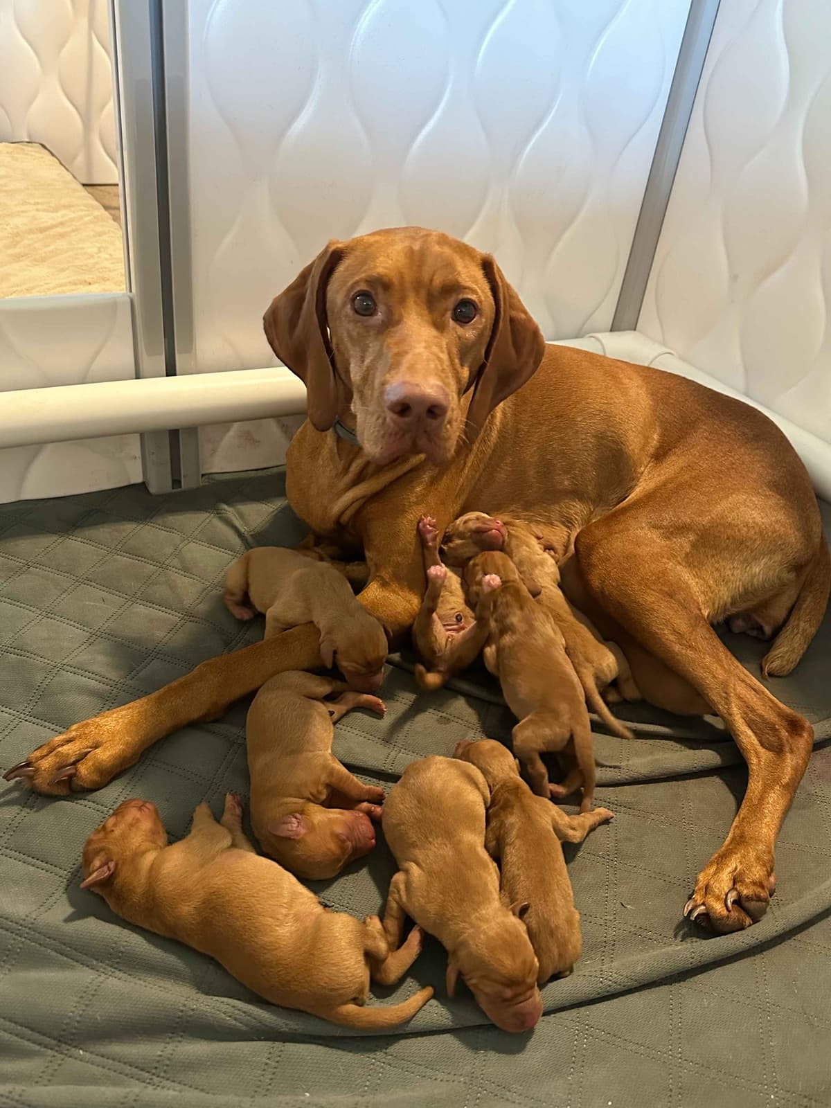 Vizsla Puppies breeder image 4
