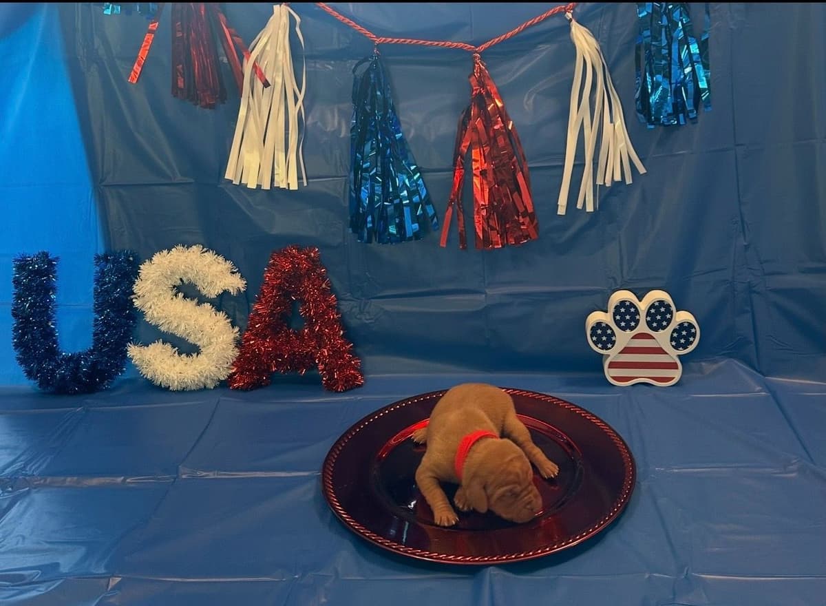 Vizsla Puppies breeder image 8