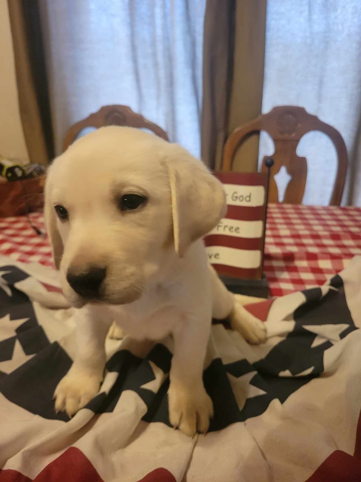 Labrador Retriever Puppies breeder image 4