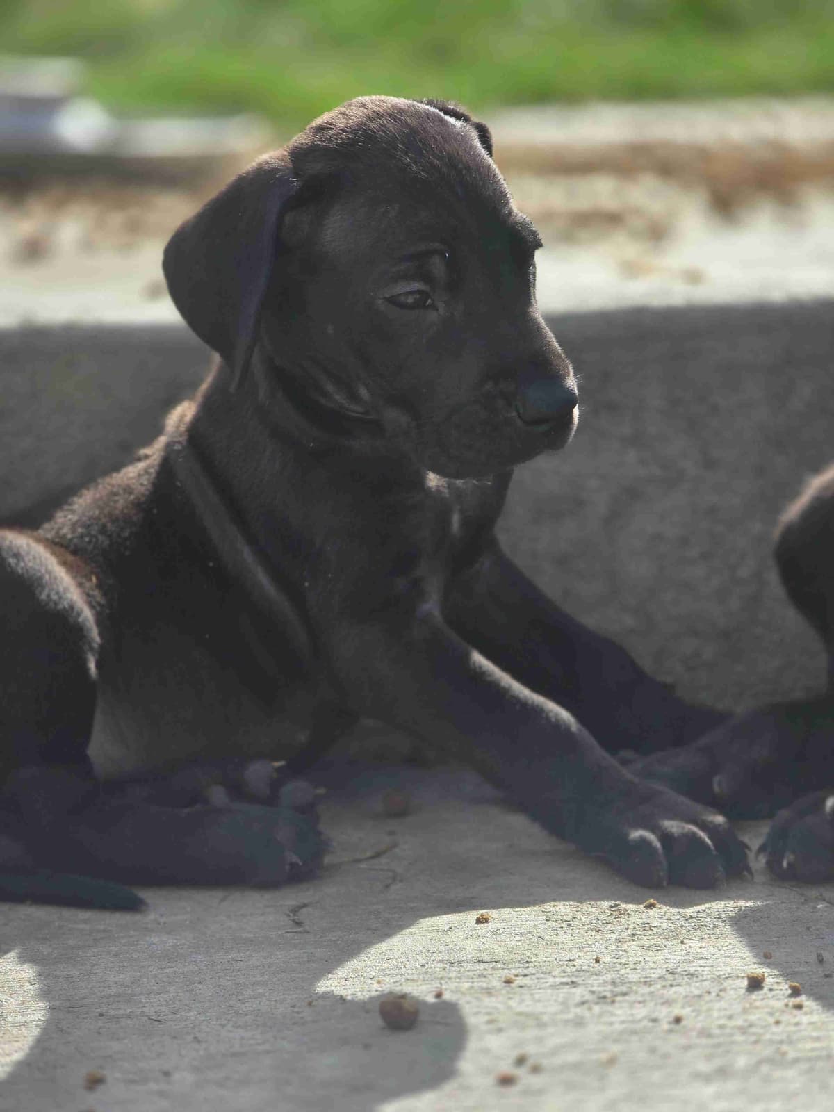 AKC Great Dane Puppies Ready To Go Home!!! breeder image 3