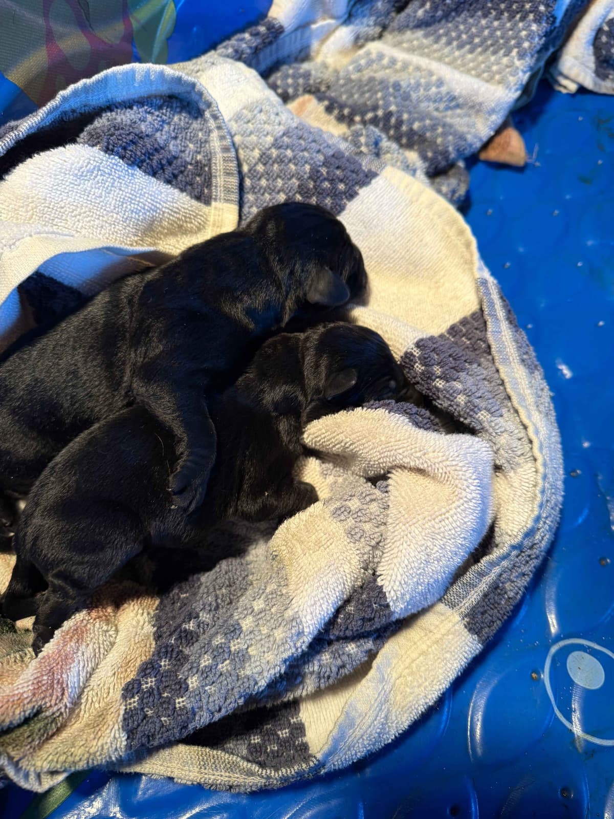 Labrador Retriever Puppies breeder image 2