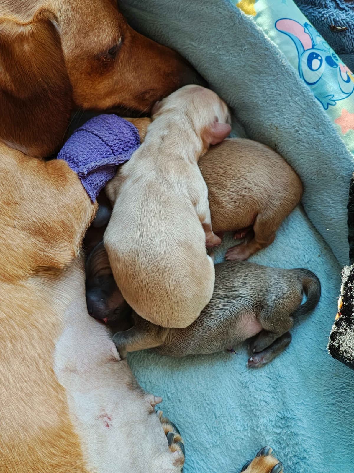 MINIATURE Dachshund Puppies breeder image 10