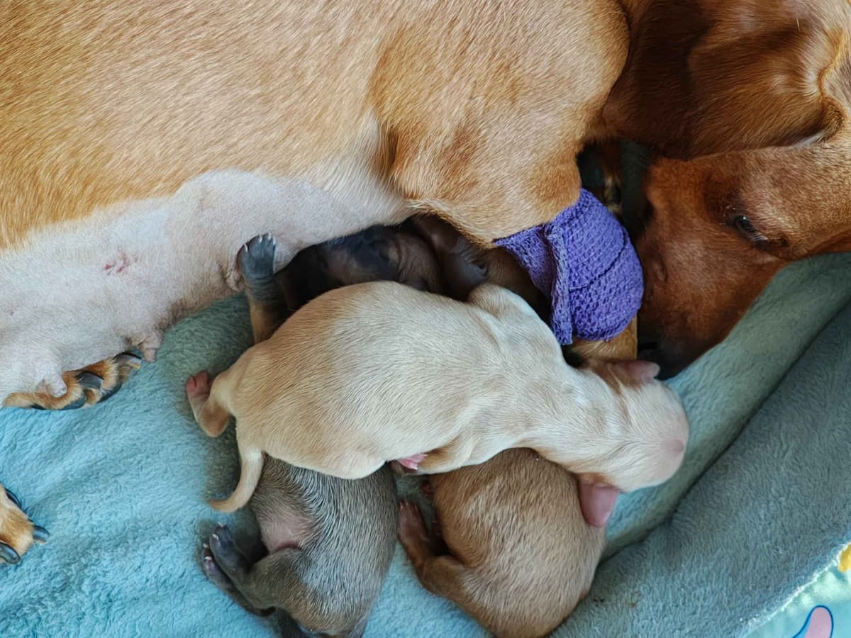 MINIATURE Dachshund Puppies breeder image 11
