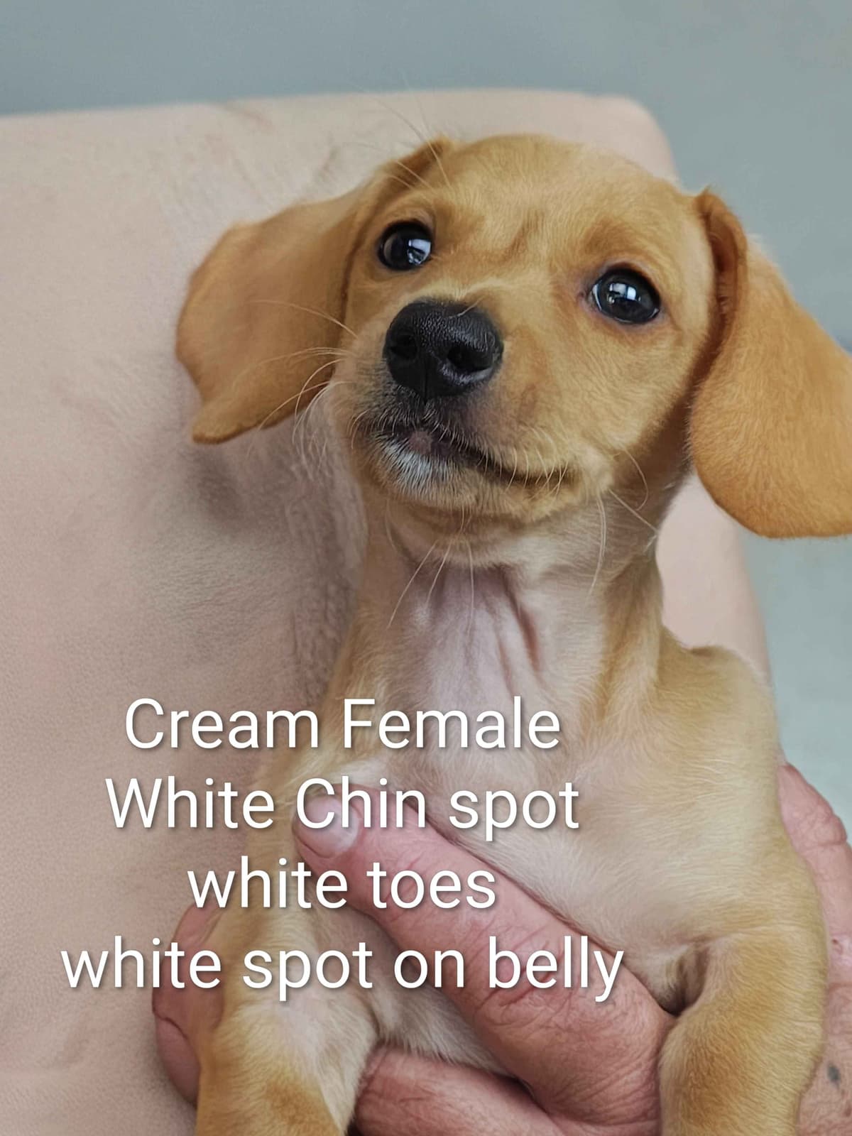 MINIATURE Dachshund Puppies breeder image 26