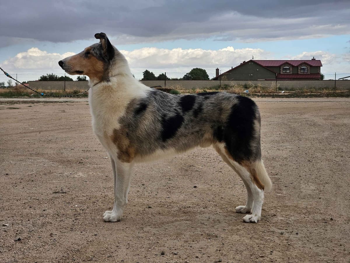 Collie Puppies breeder image 12