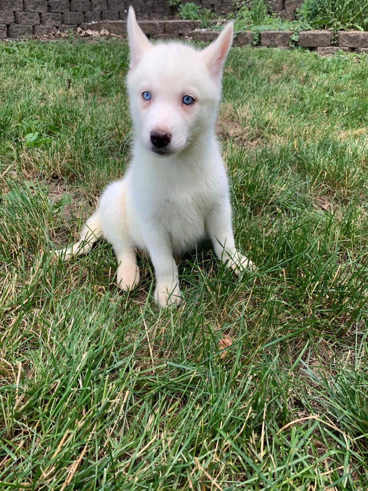 Samoyed Puppies breeder image 55