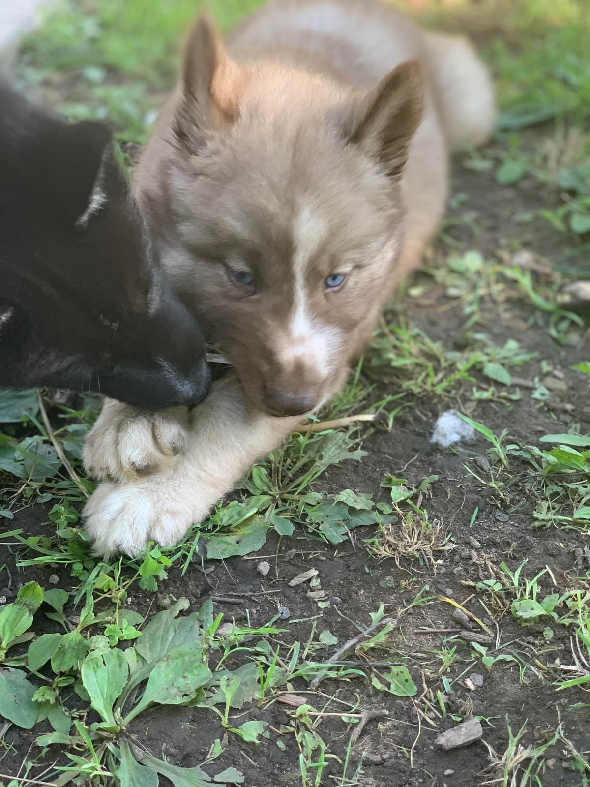 Samoyed Puppies breeder image 58