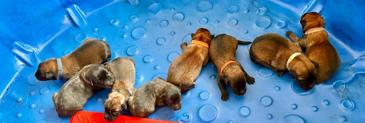 English Cocker Spaniel Puppies breeder image 6