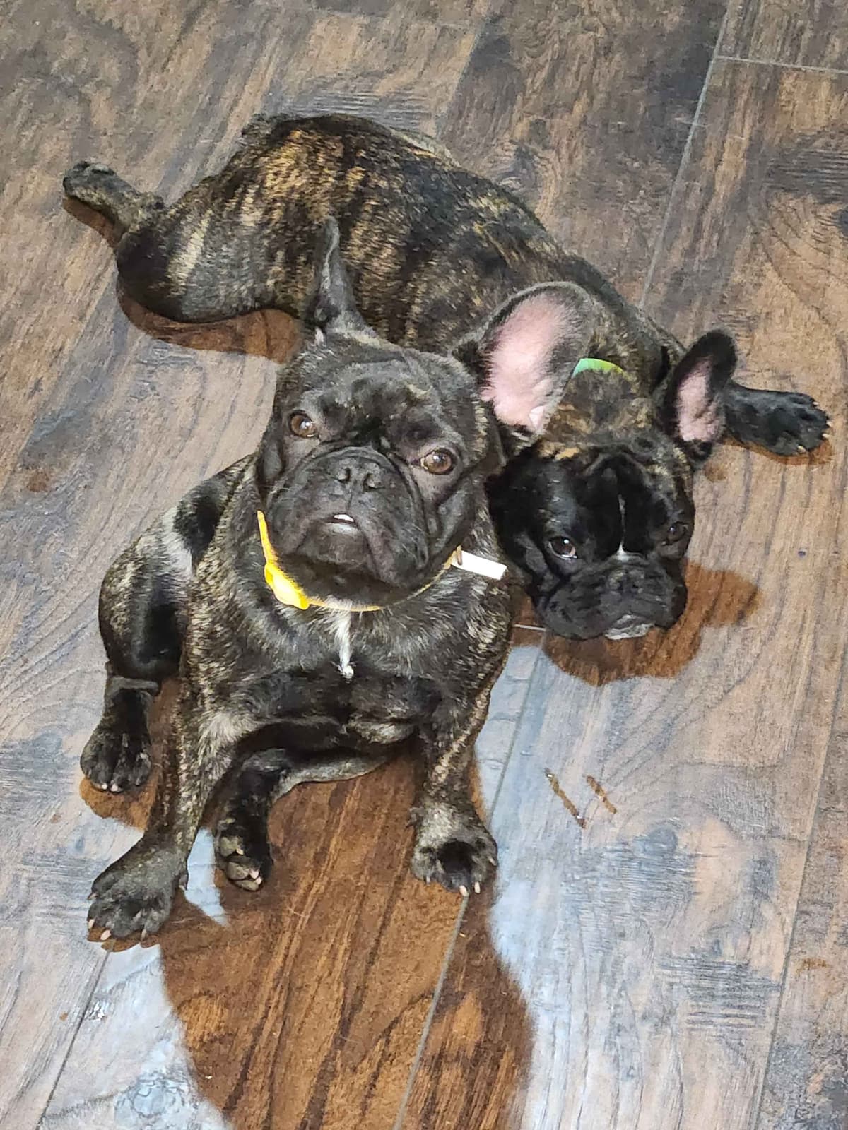TRBC French Bulldogs! breeder image 1