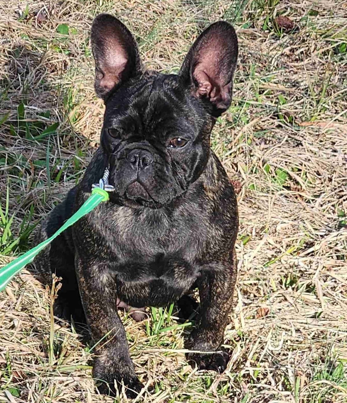 TRBC French Bulldogs! breeder image 5