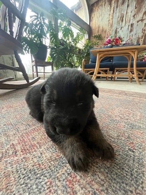 German Shepherd Dog Puppies breeder image 1