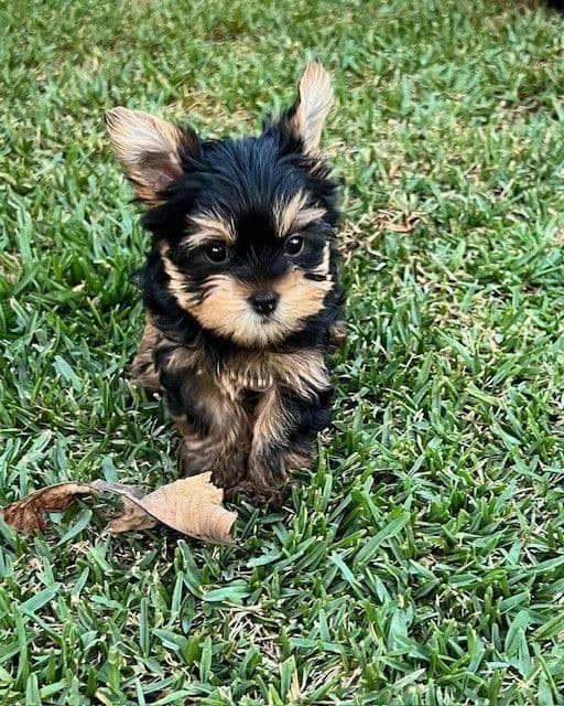 Beautiful Female Yorkie! breeder image 10