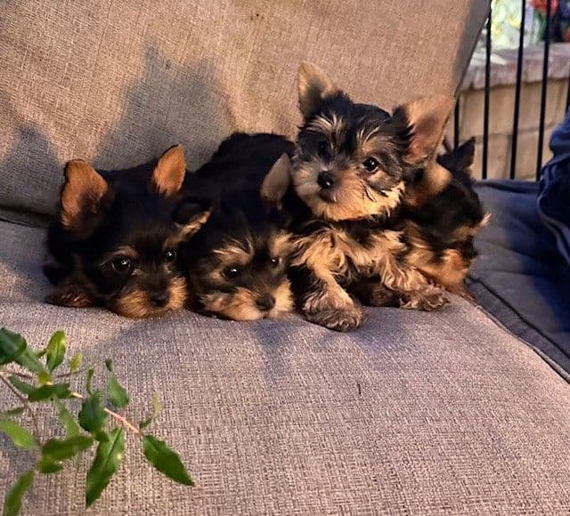 Beautiful Female Yorkie! breeder image 7