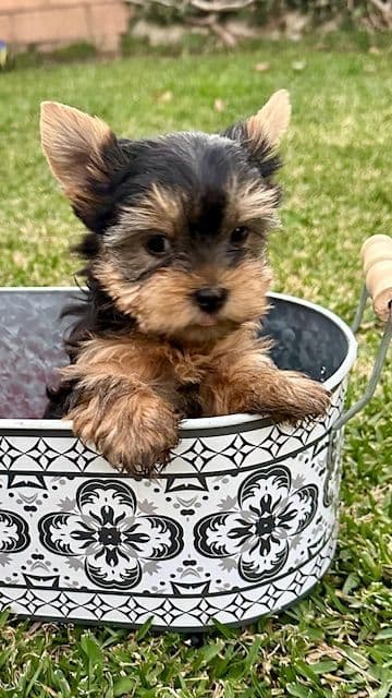 Beautiful Female Yorkie! breeder image 4