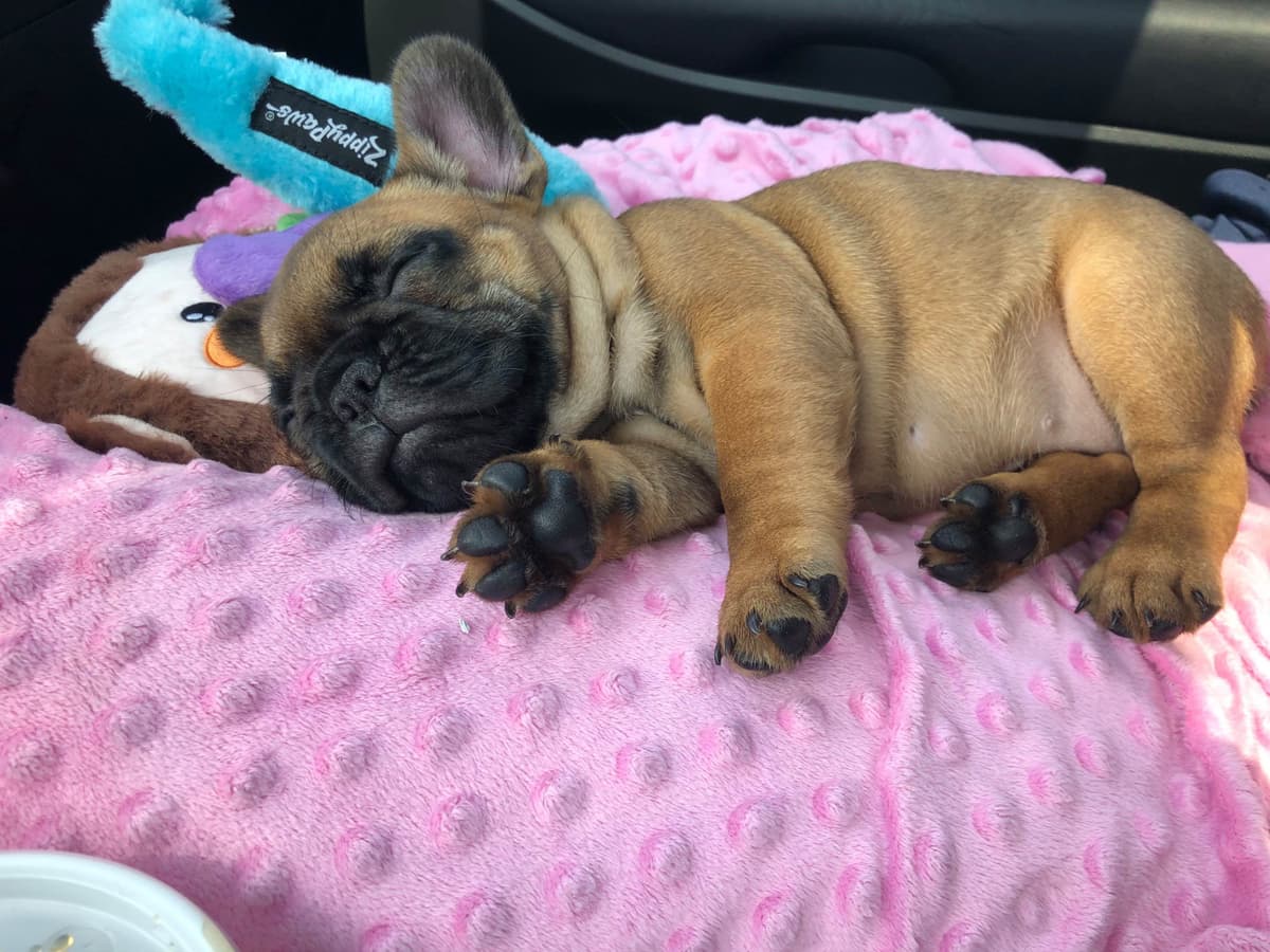 Bulldog Puppies breeder image 15