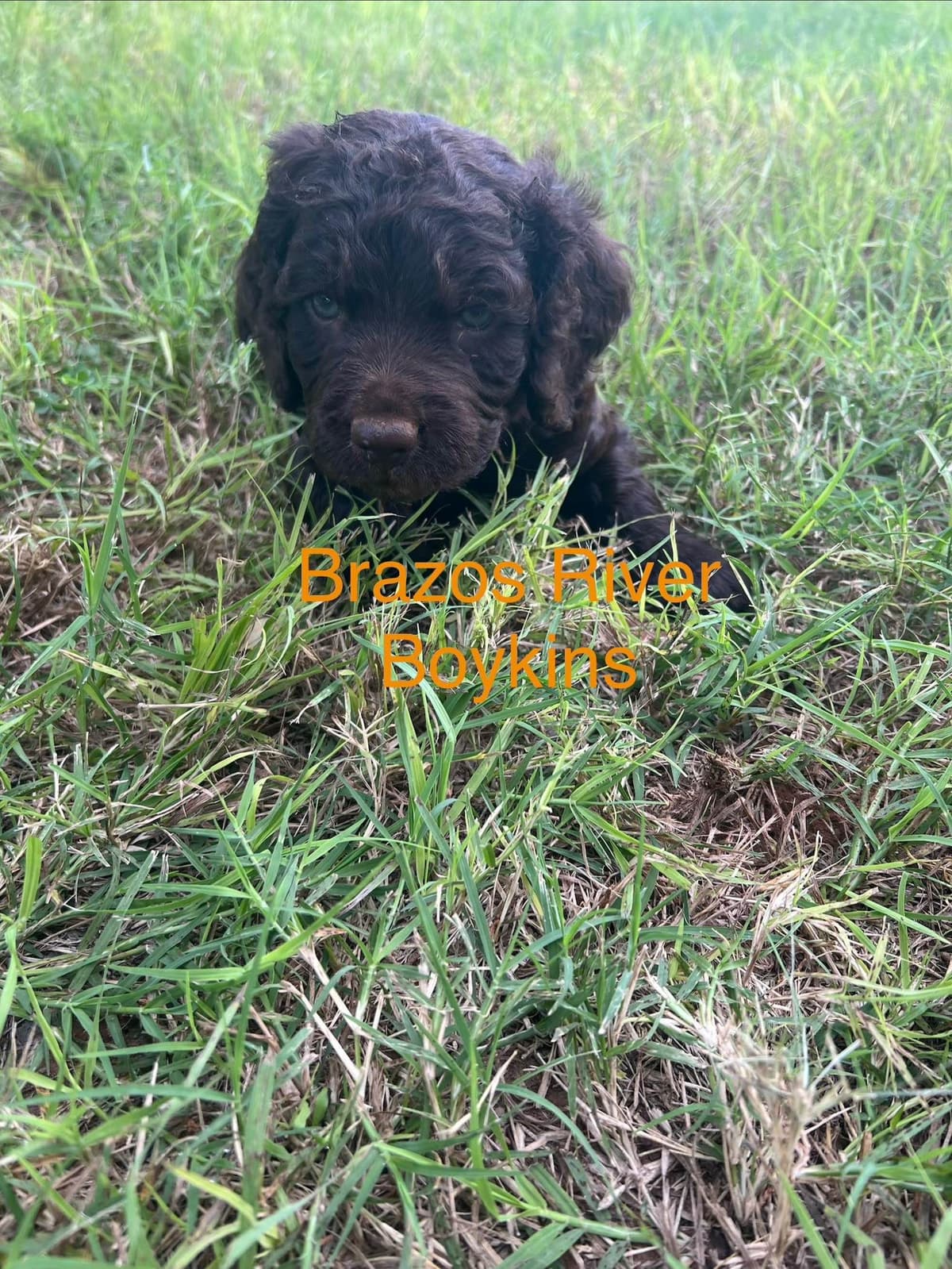 Champion Bloodline Boykin Spaniel Puppies breeder image 5